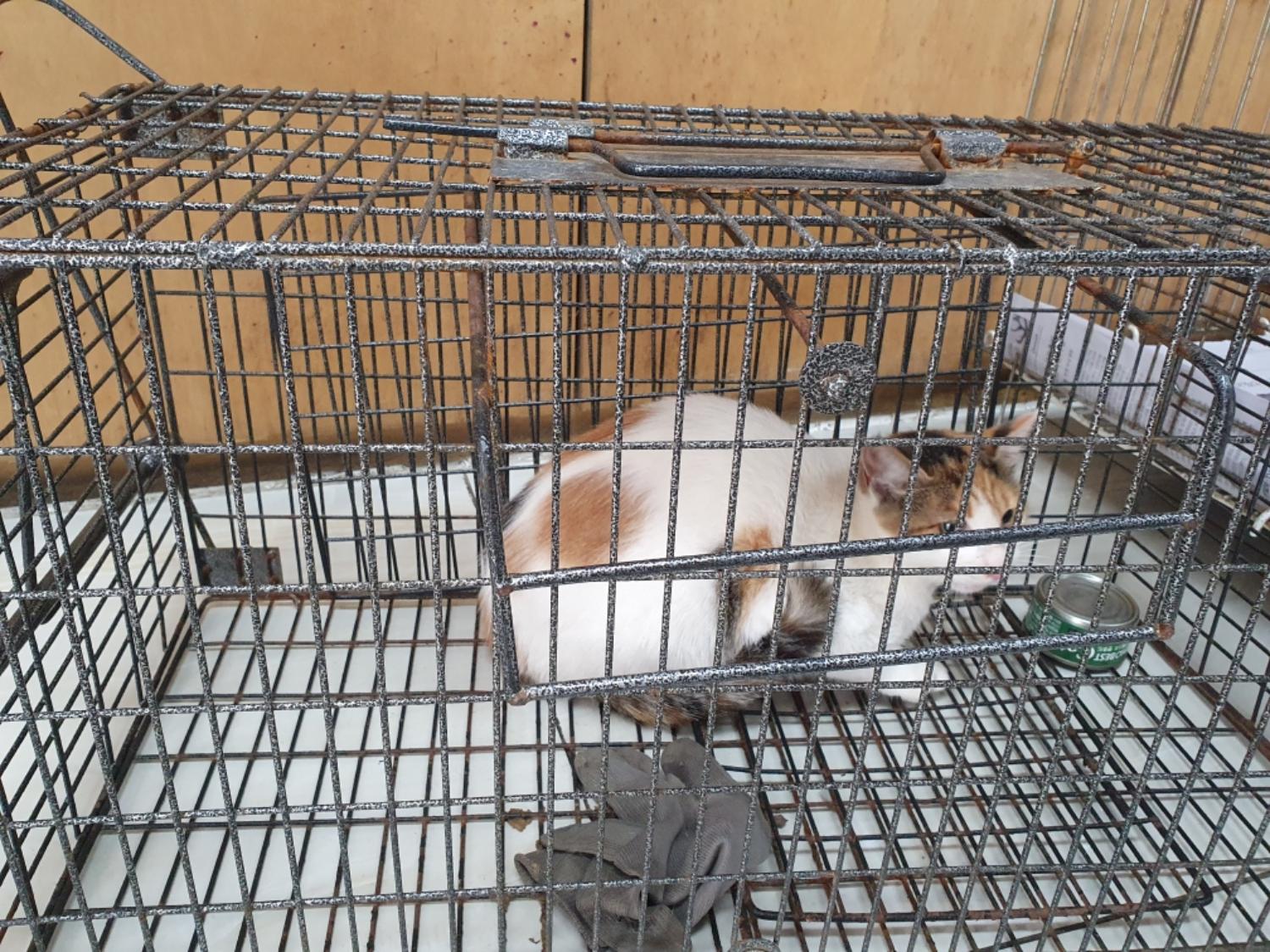 보호중 한국 고양이…